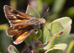 Ochlodes agricola