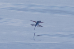 Exocoetidae