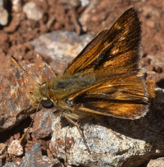 Ochlodes agricola