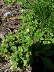 Cerastium pumilum