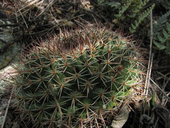Mammillaria wagneriana