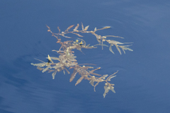 Sargassum natans