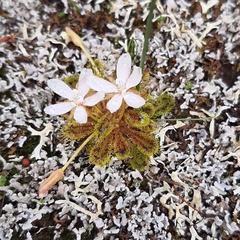 Drosera bulbosa