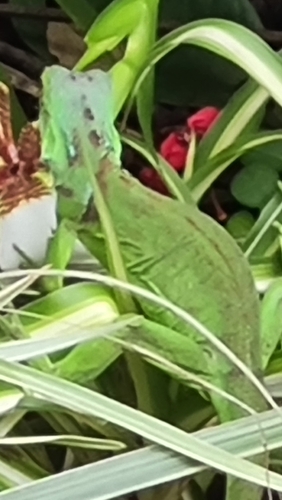 Iguana iguana image