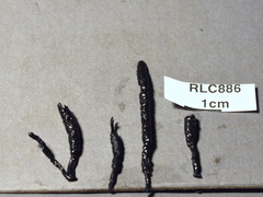 Xylaria fissilis