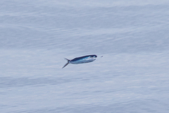 Cheilopogon melanurus