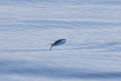 Cheilopogon melanurus