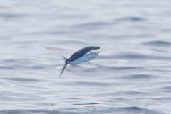 Cheilopogon melanurus