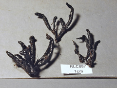 Xylaria fissilis