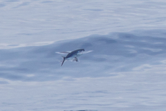 Cheilopogon melanurus
