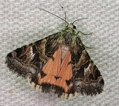 Drasteria mirifica