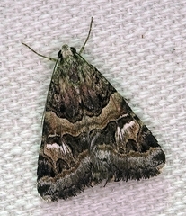 Drasteria mirifica