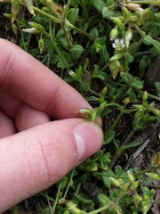 Cerastium pumilum