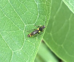 Trypherus frisoni