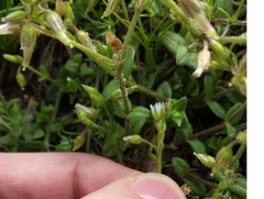 Cerastium pumilum