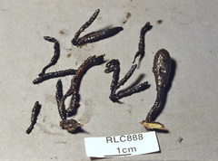 Xylaria fissilis