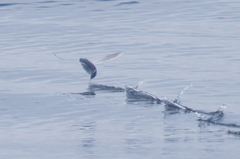 Cheilopogon melanurus