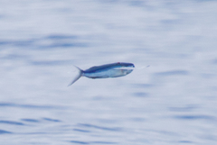 Cheilopogon melanurus