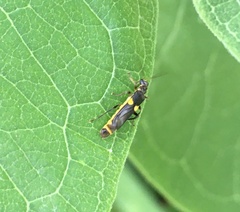 Trypherus frisoni