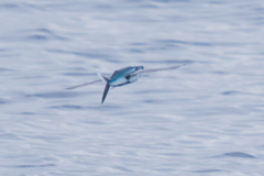 Cheilopogon melanurus