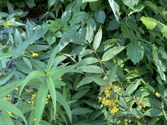 Lysimachia fraseri