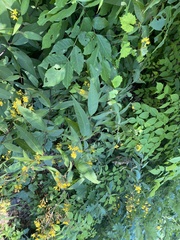 Lysimachia fraseri