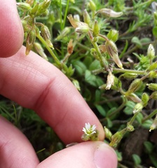 Cerastium pumilum