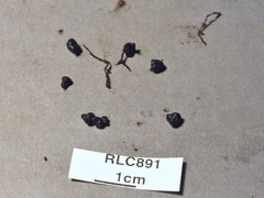 Kretzschmaria lucidula