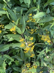 Lysimachia fraseri