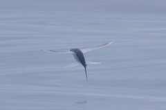 Cheilopogon melanurus