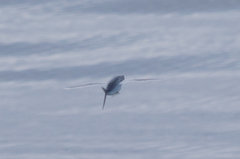 Cheilopogon melanurus