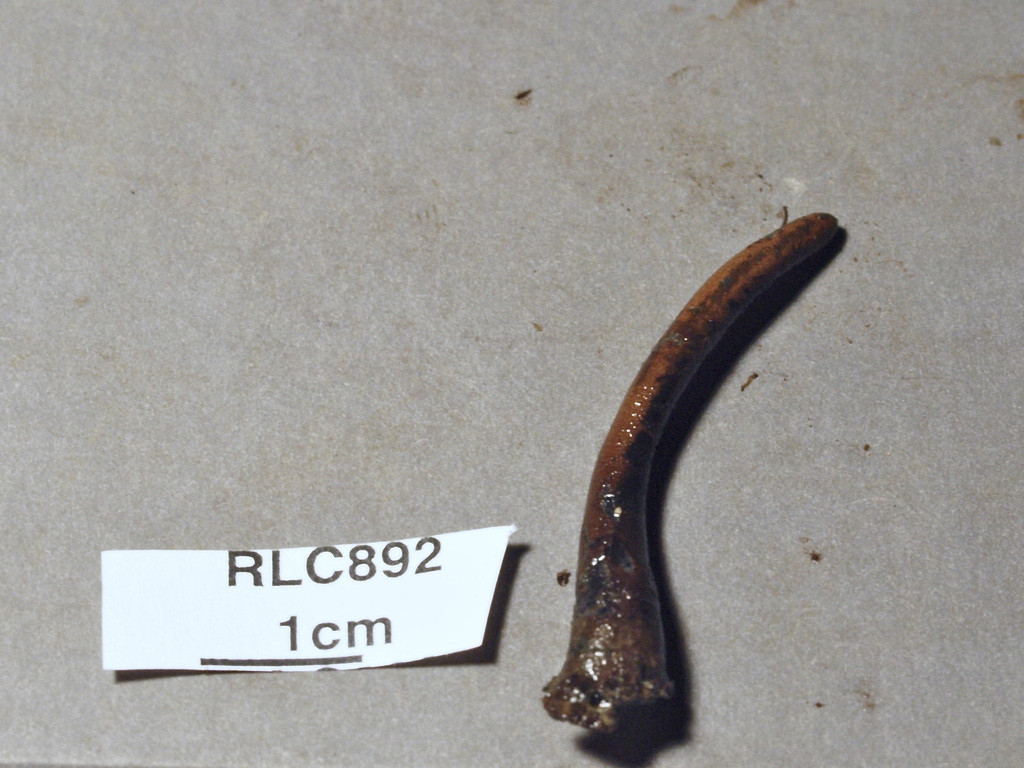 Xylaria adscendens