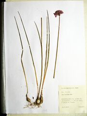 Allium maximowiczii