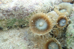 Palythoa grandiflora