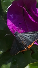 Chalypyge chalybea chalybea