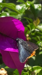 Chalypyge chalybea chalybea