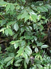 Lasianthus hispidulus