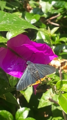 Chalypyge chalybea chalybea