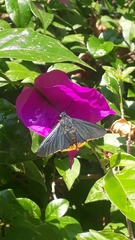 Chalypyge chalybea chalybea