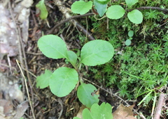 Pyrola elliptica