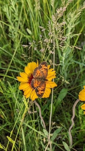 Pearl Crescent photographed in North Dakota