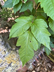 Toxicodendron radicans