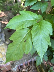 Toxicodendron radicans