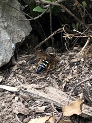 Sphecius