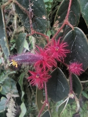 Columnea minor
