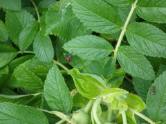 Merhynchites bicolor