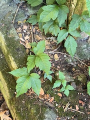 Toxicodendron radicans