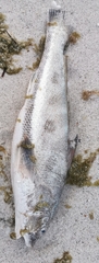 Menticirrhus