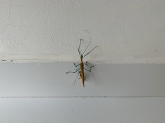 Tithonophasma tithonus