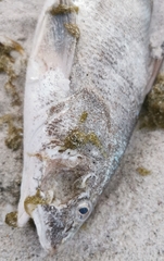 Menticirrhus